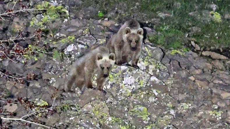 Bitlis’te Kış Uykusundan Uyanan Ayılar Görüntülendi