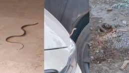 Bursa İnegöl’de Yılan Tehdidi: Mahalleler Sarıldı