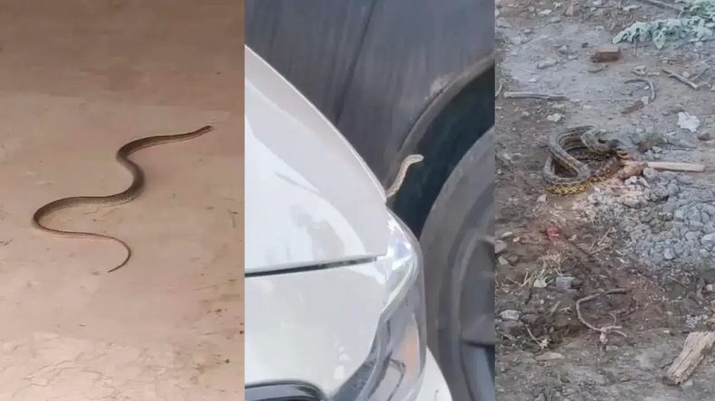 Bursa İnegöl’de Yılan Tehdidi: Mahalleler Sarıldı