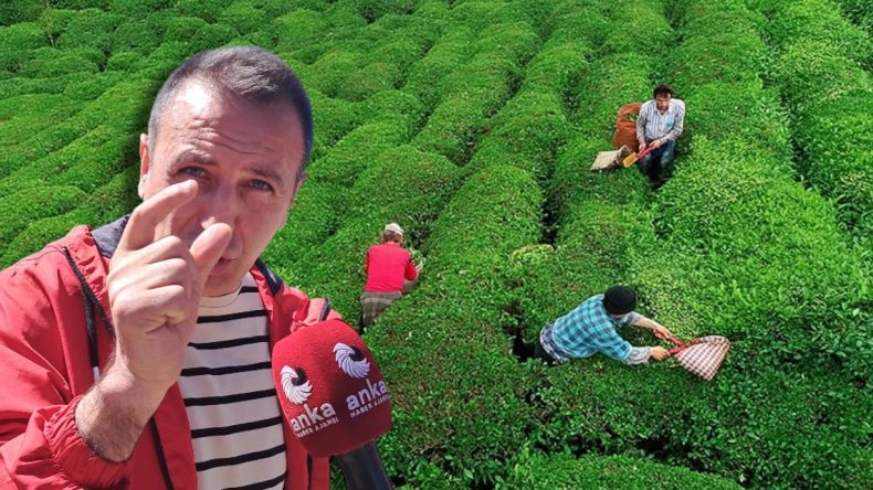 Çay Üreticisi Tepkisini Gösterdi! “Bir Paket Cips Kadar Değerimiz Yok mu?”
