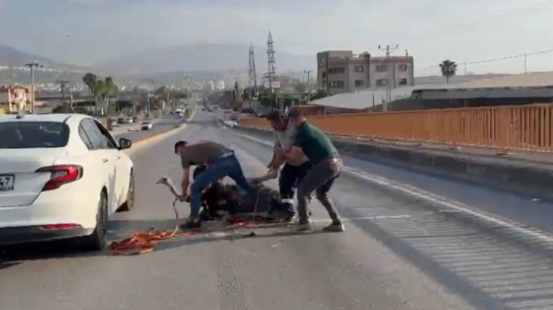 Çiftlikten Kaçan Deve Kuşu Caddeyi Alt Üst Etti