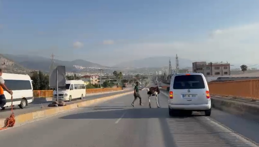 Deve kuşu yolda