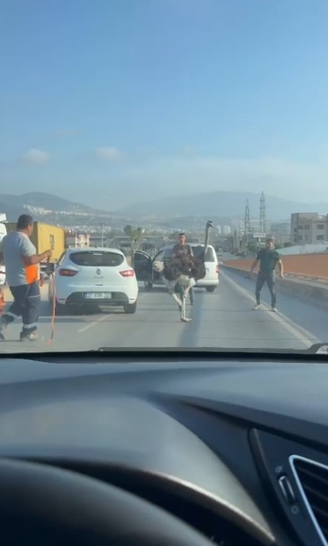 Vatandaşlar deve kuşunu görüntüledi