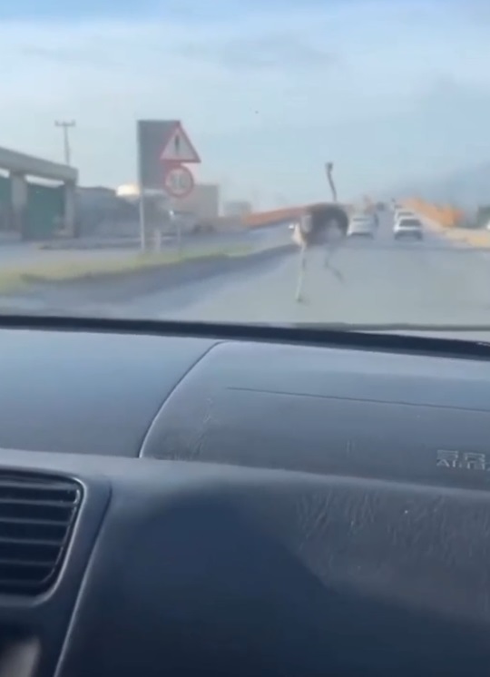 Deve kuşu yakalandı