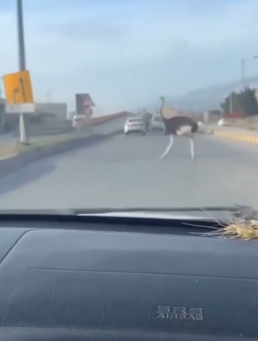 Deve kuşu caddeyi birbirine kattı