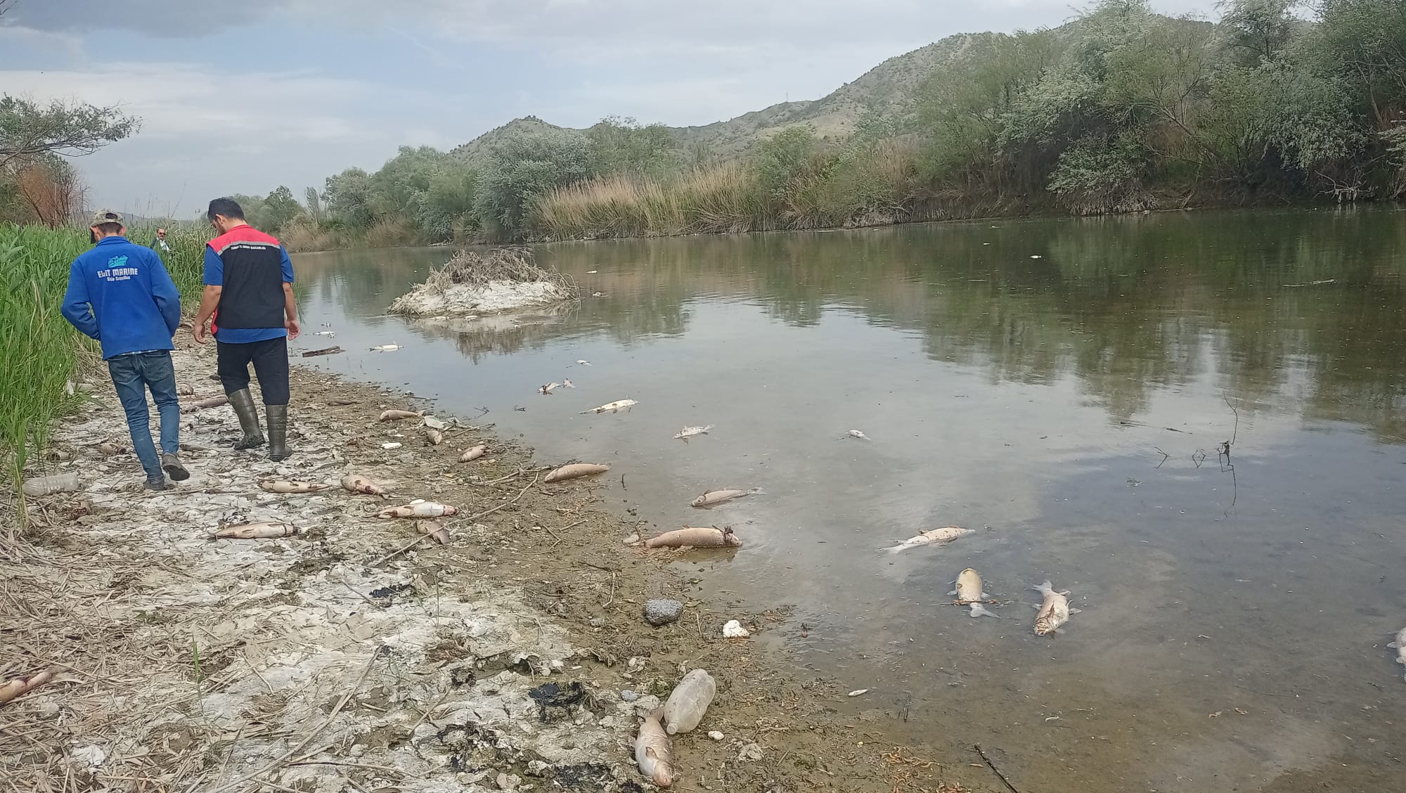 Kızılırmak Nehri'nde Balık Çalışmaları