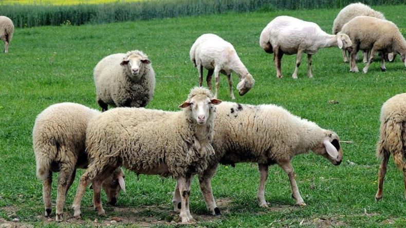 Çorum’da Şap Hastalığı Nedeniyle Karantina Uygulaması Başlatıldı