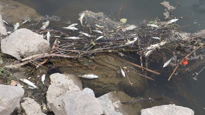 Dicle Nehri’nde Ölü Balık Alarmı: Uzmanlar Uyarıyor