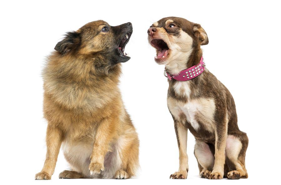 Dog Image