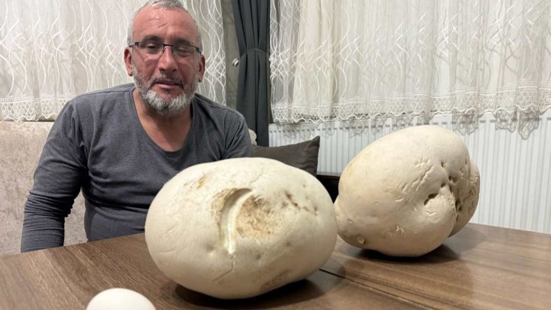 Doğada Karşılaşılan Dev Mantarlar