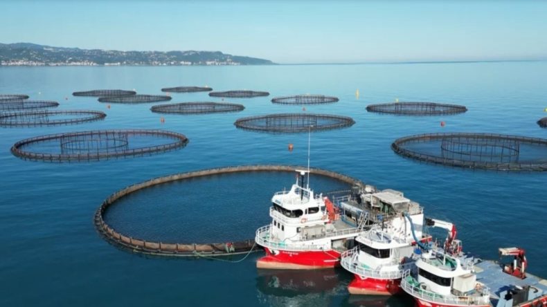 Doğu Karadeniz’de hasadı başladı: Omega-3 ve Omega 6 için Japonların tercihi