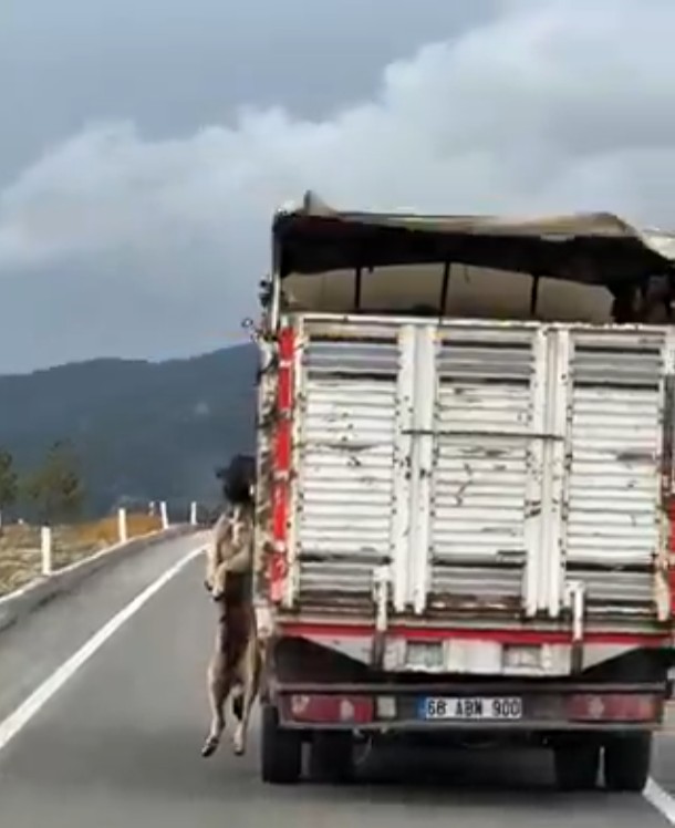 Yozgat'ta sürüklenen köpek