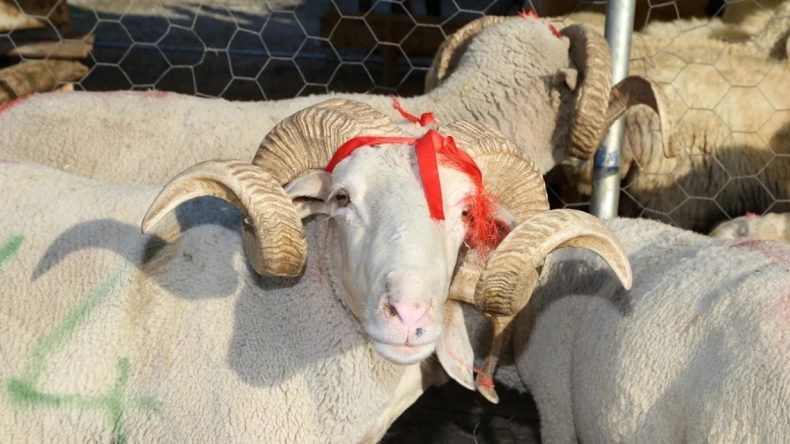 Emekliler Bayram Sevincini Değil, Geçim Mücadelesini Düşünüyor