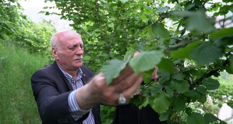 Fındıkta zirai don zararı yüzde 100