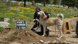 ‘Garip’ isimli köpek, Sahibinin Mezarı Başından Ayrılmıyor