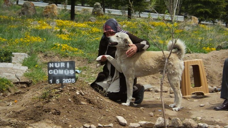 ‘Garip’ isimli köpek, Sahibinin Mezarı Başından Ayrılmıyor