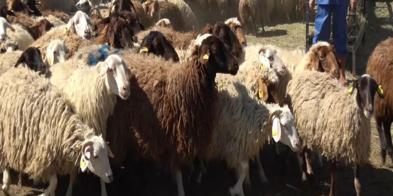 Kurbana Hazır Koyunlar