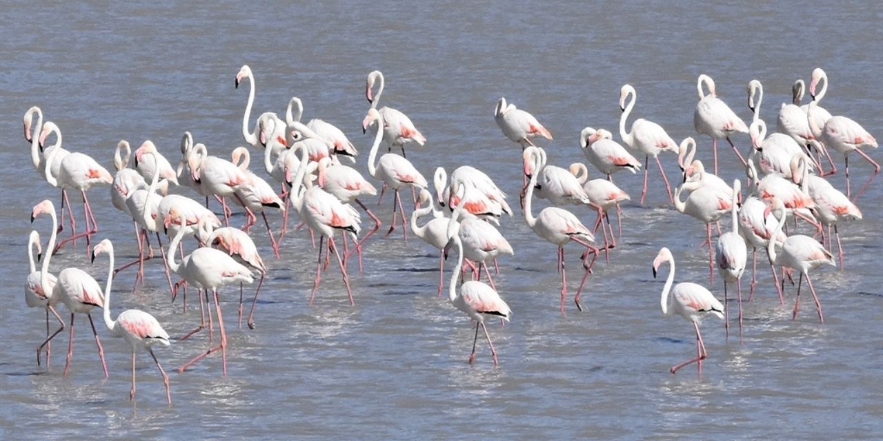 Ulaş Gölü'nde flamingolar
