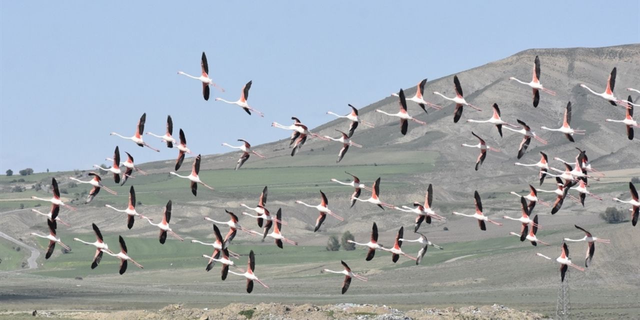 Flamingo sürüsü Ulaş Gölü'nde