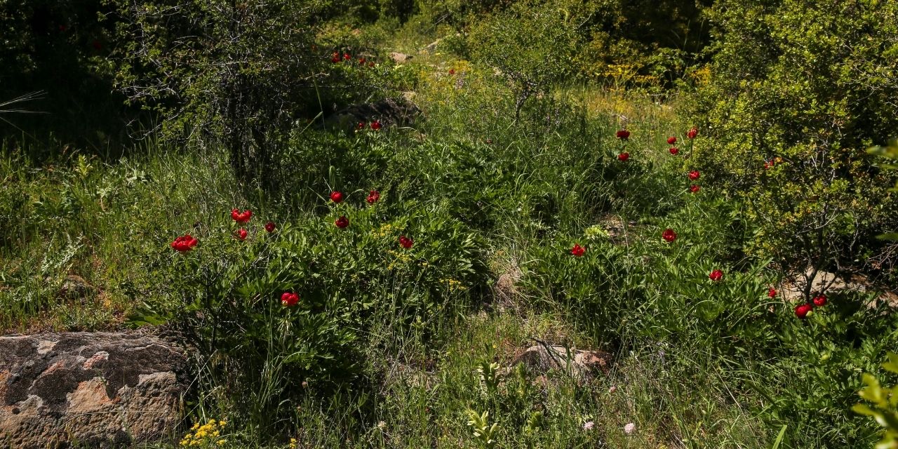 İtecik Lalesi Alanı