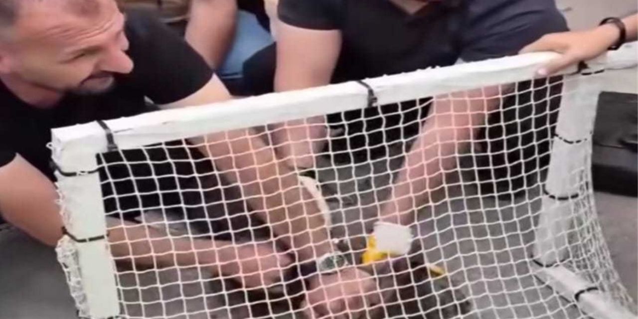 Pitbull Saldırısı