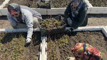 Hasat Dönemi Geldi: 1 Dönüm Salep Orkidesi 700 Bin Lira Kazandırıyor