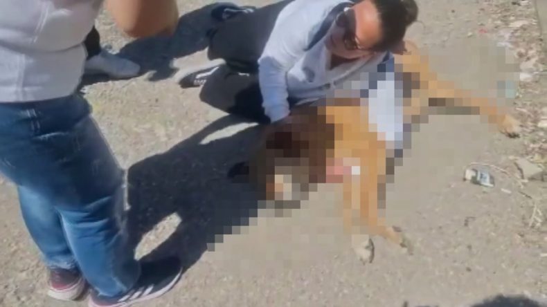 Hayvanseverlerden Tepki: Ölü Köpek Belediyeye Bırakıldı