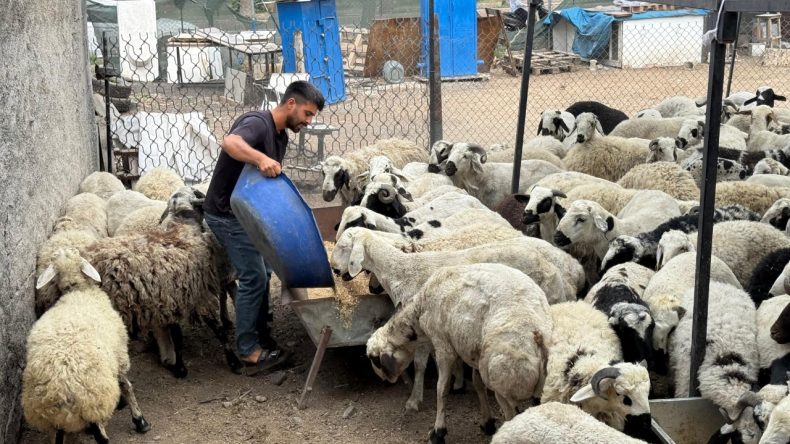 Hileler de pazarda: Kurban alırken bunlara dikkat!