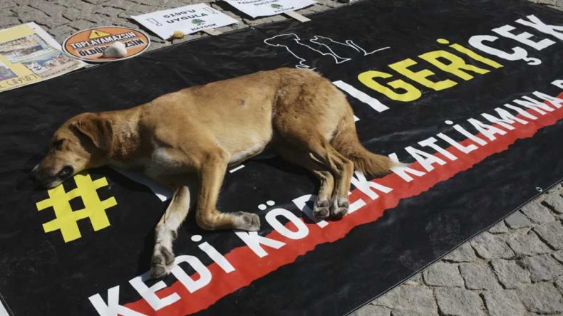 HKP, Uluslararası Hayvan Hakları Mahkemesi’ne başvurdu