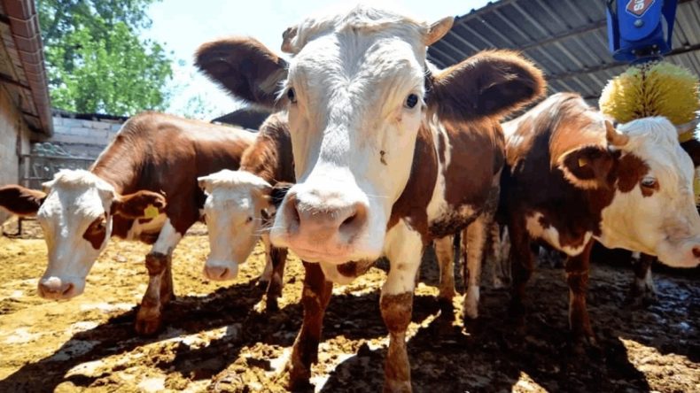 İBB’nin Kurban Bayramı İçin Düzenlemesi: Randevu Sistemi Başlatılıyor