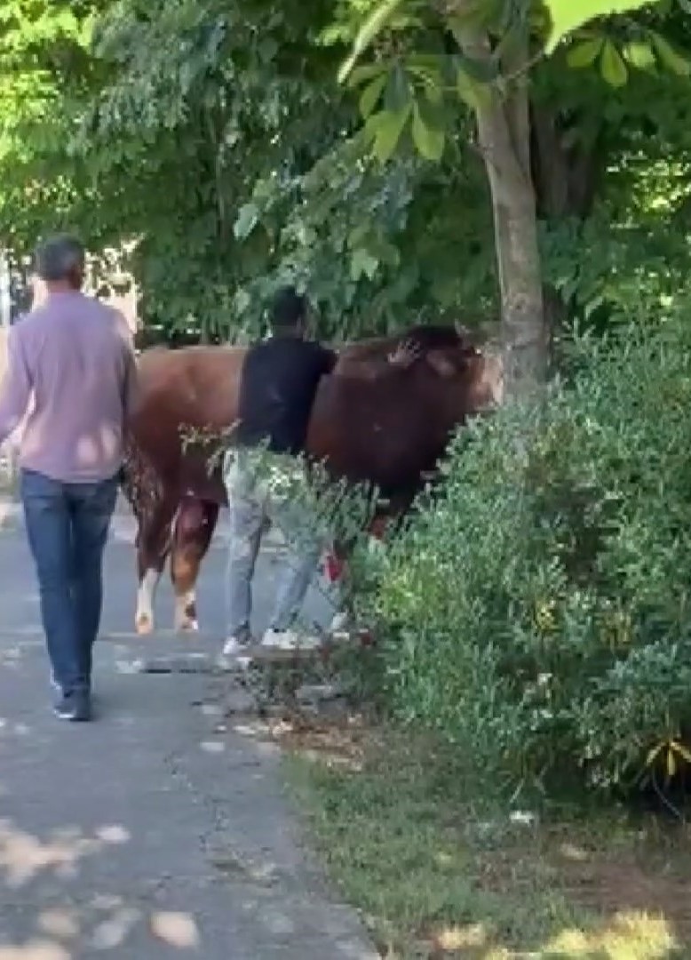 Boğanın kaçışı