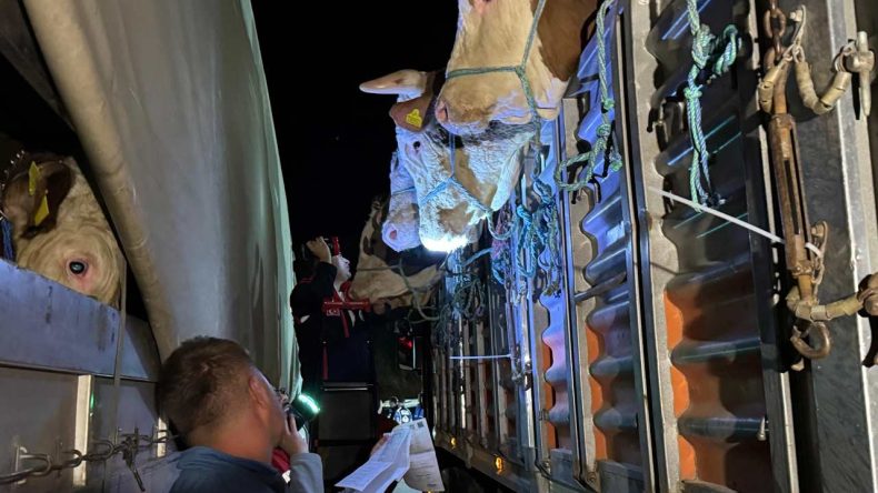 İstanbul’a Kurbanlık Hayvan Girişi Başladı