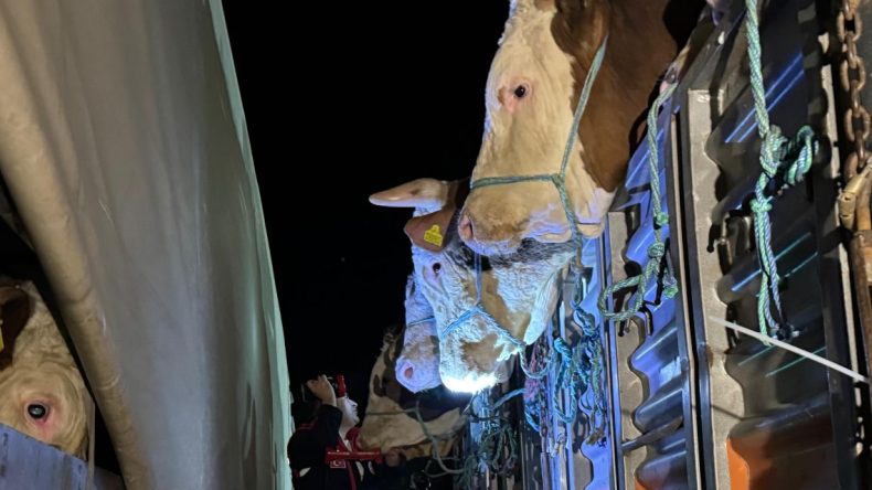 İstanbul’a Kurbanlık Hayvan Girişleri Başladı