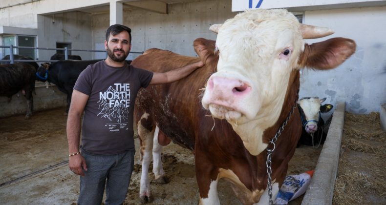 İşte il il kurbanlık fiyatları: Liste açıklandı