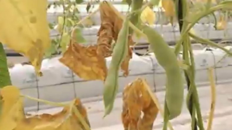 İzmir’de Kent Lokantası İçin Mahsul Yetiştirilen Seraya Saldırı: 7.5 Ton Ziyan Oldu
