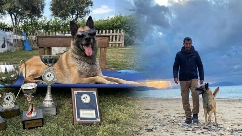 Kahraman Köpek ‘Bob’ Hayatını Kaybetti: Eğitmeninden Duygusal Paylaşım