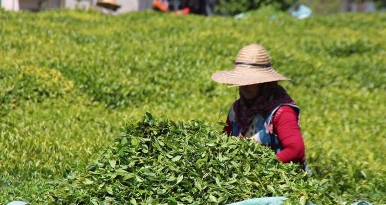Karadenizli Vekil Açıklama Yaptı: Çay Fiyatları Üreticiyi İflasa Sürükleyecek