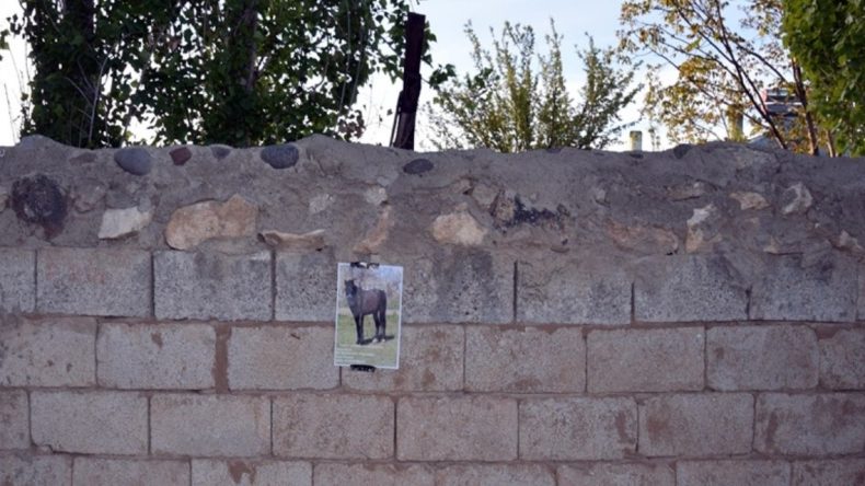 Kaybolan Atına Kavuşmak İçin Umutla Afiş Asıyor