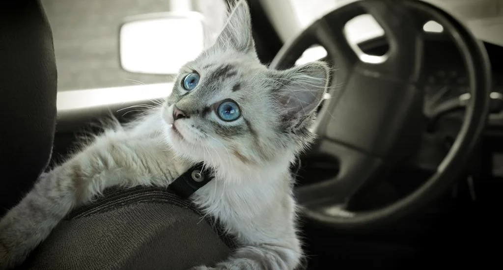 Kedi için tasarlanmış koltuk