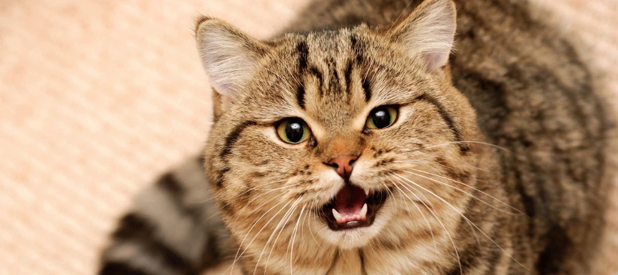 Cat Image