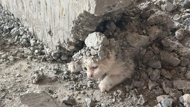 Kedinin Üzerine Beton Döküldü
