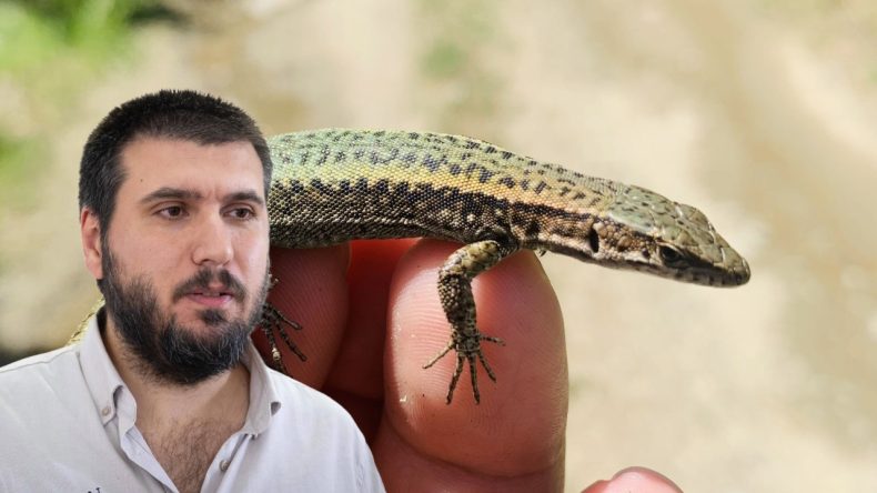 Keşfettiği Kertenkeleye Annesinin Adını Verdi: ‘Darevskia salihae’