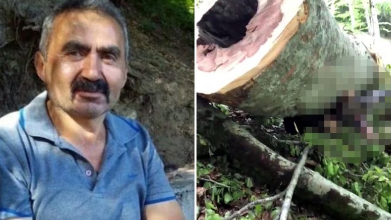 Kesim İşçisinden Acı Kaza: Kestiği Ağaç Üzerine Devrildi