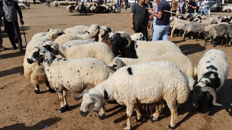 Kurban Bayramı yaklaşıyor: Şanlıurfa hayvan pazarları canlandı