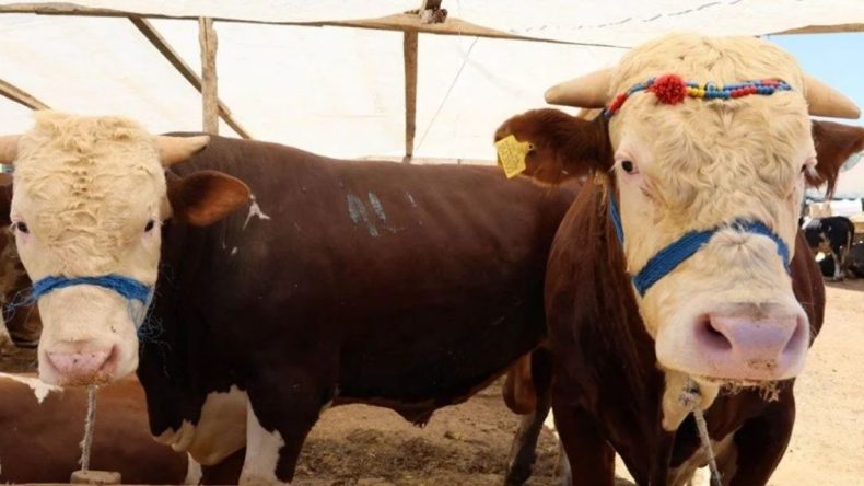 Kurbanlık Seçimi İçin Hayvan Pazarında Hareketlilik