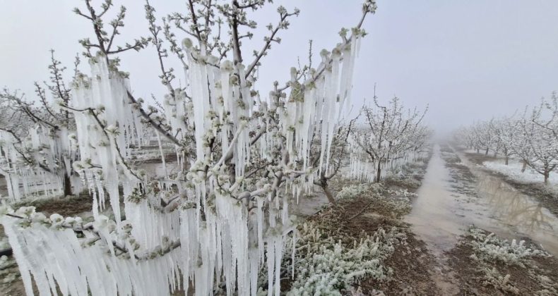 Malatya’da zirai don felaketi raporu: “Çiftçi yalnız, kayısı sahipsiz bırakıldı”
