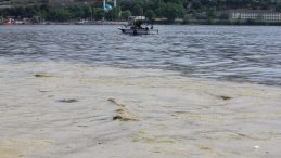 Marmara Denizi’nde Üreme Krizi Tehdidi
