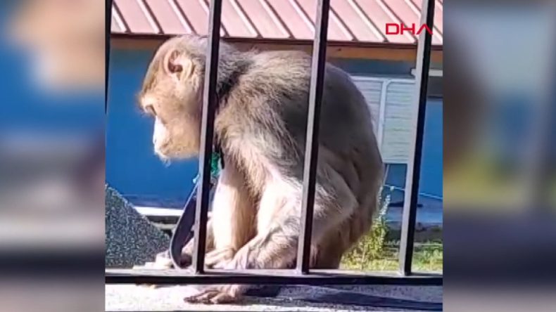 Muğla’da Kaosa Yol Açan Maymun Yakalandı!