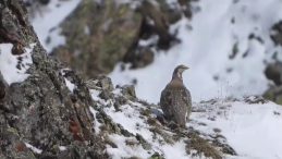 Nesli Tükenme Tehlikesi Altındaki Ur Kekliği Erzurum’da Görüntülendi