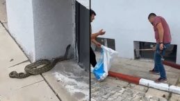 Okulda Yılan Paniği